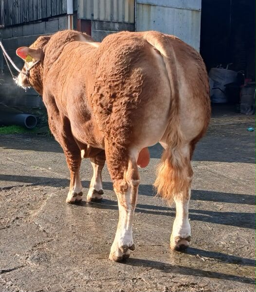 Brown bull in the farmyard at golden hour