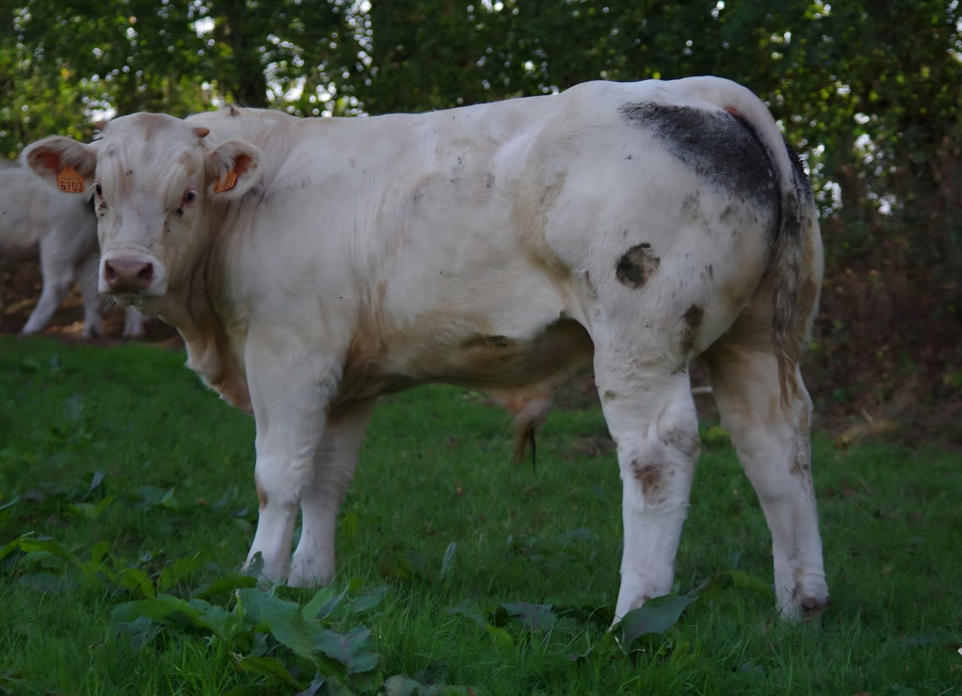 White cow standing on green grass near trees