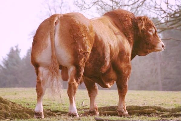 Brown bull standing in an open pasture
