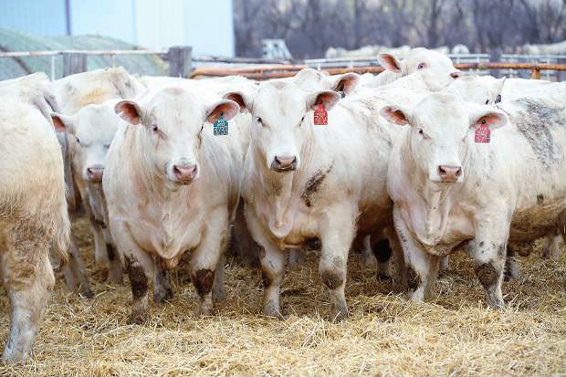 Herd of white cattle gathered on straw